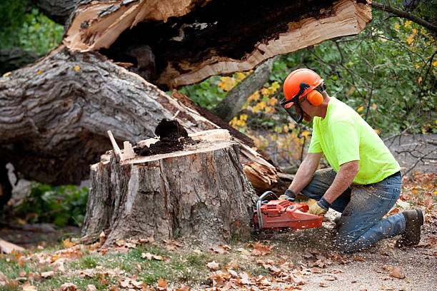 Tree Removal for Businesses in Vidalia, GA